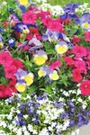 This colorfully planted whiskey barrel includes blue and white
lobelia, blue and yellow pansies and pink petunias. Photo by CASEY
RESSLER/Frontiersman