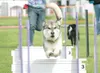 PEPPY POOCH PARADE