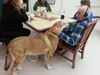 Blue, a large mixed breed, is a familiar face at Pioneer Home in Palmer. She and her owner, Lori Jo Oswald, are weekly visitors where they visit residents like Jim Cottini. Blue was recently 