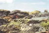 Courtesy Carrie Gray Wolfe and Scott Wolfe/Wildlifers
Brown-and-white speckled egg belonging to a black oystercatcher
blends in with its environment. Only about 11,000 of the shorebirds
are t