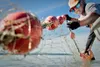 Setnetting is a way of life for 736 Cook Inlet commercial permit holders and often involves entire families. Eighty-four percent of permit holders are Alaskans, with most of those living on t