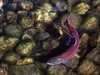 A sockeye salmon swims in Cottonwood Creek ealier this summer. The eighth annual Mat-Su Salmon Symposium is scheduled for Nov. 18-19 at the Palmer Depot. Frontiersman file photo