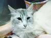 Snowflake is a 3-year-old female lynx point/ grey and white cat with a long, beautiful coat. She is very tame, gentle, sweet and likes to be brushed and handled. For more information, contact