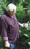 Norm Levesque picks a blooming rose from a tree in his Wasilla
garden.