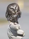 ROBERT DeBERRY/Frontiersman file photo A northern saw-whet owl
that was hit by a car sits on the hand of Alaska WildBird Rehab
Center’s Nancy Wade.