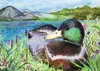 Peter Pererva's best of show Alaska Junior Duck Stamp.