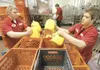 ROBERT DeBERRY/Frontiersman Austin Webre, left, and Chris Bragg
load newly jugged milk into crates at Matanuska Creamery in this
2009 file photo.