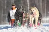 A dog team charges down the Iditarod Trail on Sunday under the watchful eye of musher Jake Berkowitz of Big Lake. In four previous Iditarod, Berkowitz's best finish was eighth in 2013. He'll 