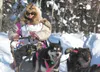 Iditarod Trail Sled Dog Race veteran and fan favorite DeeDee Jonrowe drives her team down the trail during the start of the 2012 event. ROBERT DeBERRY/Frontiersman