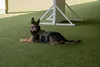 Nelson, a military working dog with the 1st Special Operations Security Forces Squadron, relaxes on the cool turf at Hurlburt Field, Florida, June 17, 2021. MWD handlers and their dogs go thr