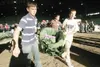 ROBERT DeBERRY/ Frontiersman Volunteers carry Seth Dinkel's
giant cabbage to the scale at Friday’s Giant Cabbage Weigh-In at
the Alaska State Fair in Palmer. Dinkel's cabbage weighed in at
79