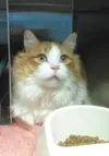Alf is a 4-year-old neutered male. This handsome orange and white longhair boy is declawed and is a real charmer. For more information, contact the Mat-Su Borough Animal Care and Regulation S