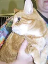 One happy tabby