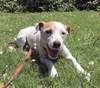 Doggy Day