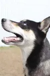 One happy dog