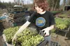 ROBERT DeBERRY/Frontiersman Palmer resident and Arctic Organics
employee Cheyenne Grither moves lettuce starter plants from their
cups to a larger tray for planting Thursday afternoon.