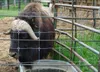 rozell muskox.PNG