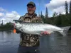A spinner-caught Little Susitna River coho salmon taken this past week. Courtesy of Andy Couch
