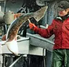 Photo courtesy of the Alaska Longline Fisherman’s Association.