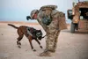 U.S. Army Spc. David Sheriff, 1st Battalion, 5th Infantry Regiment, 1st Brigade Combat Team, 25th Infantry Division, plays with Ddagmar, a military working dog, at Al Asad Air Base, Iraq, May