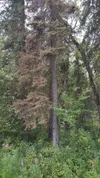 Beetles have killed hundreds of thousands of acres of commercially-valuable white spruce, and creating fire hazards as trees deteriorate and fall. Photo by J. E. Moan, Alaska Division of Fore