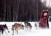 Cali King of Denali Park heads out through Settlers Bay Golf
Course to begin her trek to Yentna in the Junior Iditarod Saturday.
King returned to Settlers Bay Sunday to win the race among a f