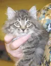 Kitty needs a home
