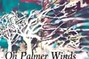 Palmer Buzz
