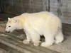 A male polar bear cub rests in quarantine at the Alaska Zoo in Anchorage. The cub was wandering alone in the Prudhoe Bay oil field, where it was first spotted in late November. For its own we