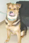Adopt me, lickety split!