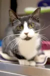 Need a good mouser?