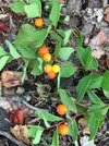 Northern comandra, also known locally as pumpkin berry, producing an edible wild berry. Turnagain Arm Trail.  Courtesy of Bill Sherwonit