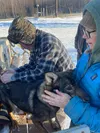Nearly 200 local dogs received rabies vaccinations during an annual clinic hosted by the Knik Bar. Courtesy photo