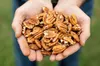 Issue No. 39: Pecans in Tulsa, Oklahoma