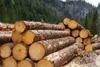 commercial-timber-log-500x500.jpg