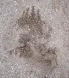 Photo courtesy alaskalive.net Bear tracks were left in
the soft shoulder of Seward Meridian Parkway near Cottonwood Creek
Monday morning. The bear came across the road heading west and came
i