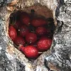 There’s also plenty of evidence that squirrels are diligent stockpilers of food, particularly as winter approaches, the best example being the large reserves of spruce cones that they accumul