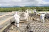 ROBERT DeBERRY/Frontiersman Workers dressed in protective gear
remove roofing material that contains asbestos from Palmer High
School Thursday afternoon.