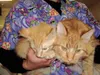 Pair of friendly felines