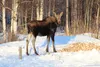 The Alaska Department of Public Safety issued an advisory over the weekend that moose calving season is here and issued a warning to Alaskans not to get too close to recently birthed moose ca
