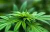 Cannabis plant