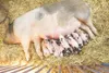 ROBERT DeBERRY/Frontiersman Eleven new piglets lay nestled and
feeding Monday in their pen at the Farm Exhibits barn at the 2008
Alaska State Fair. The pint-sized porkers were born Sunday. By