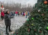 Wasilla Mayor Glenda Ledford lighting the city's Christmas tree in Iditarod Park on Saturday afternoon. J. David McChesney/Frontiersman