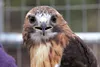 Alaska Wild Bird Rehab HEATHER