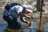 Mark Gard, U.S. Fish and Wildlife Service biologist, collects samples of sediment while surveying Beale Lake at Beale Air Force Base, California, July, 10, 2019. With the collaborations of th