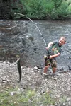 Seven-year-old Cole Belanger of Wasilla wrestles a nice-sized silver salmon to the north shore of Fish Creek Saturday. Belanger was among the dozens of kids and parents taking advantage of th