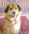 Needs a home