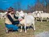 Issue No. 55: Lamb in Kentucky