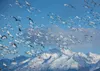 Art loan Snow Geese and Mt. Palmer by Greg Gusse