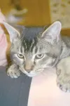 One cool cat